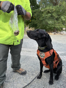 An Image of Brody K9