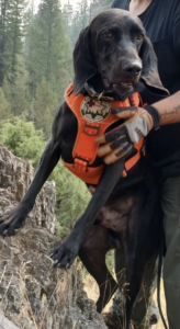An image of Ezekiel K9
